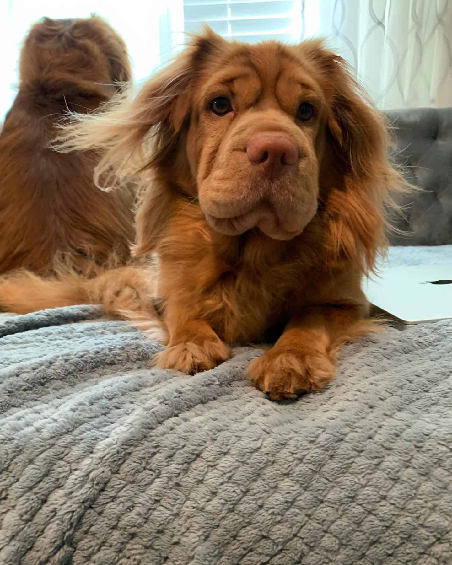 cute mini hippo dog