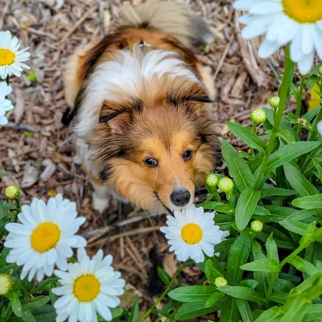 cute mini shetland sheepdog