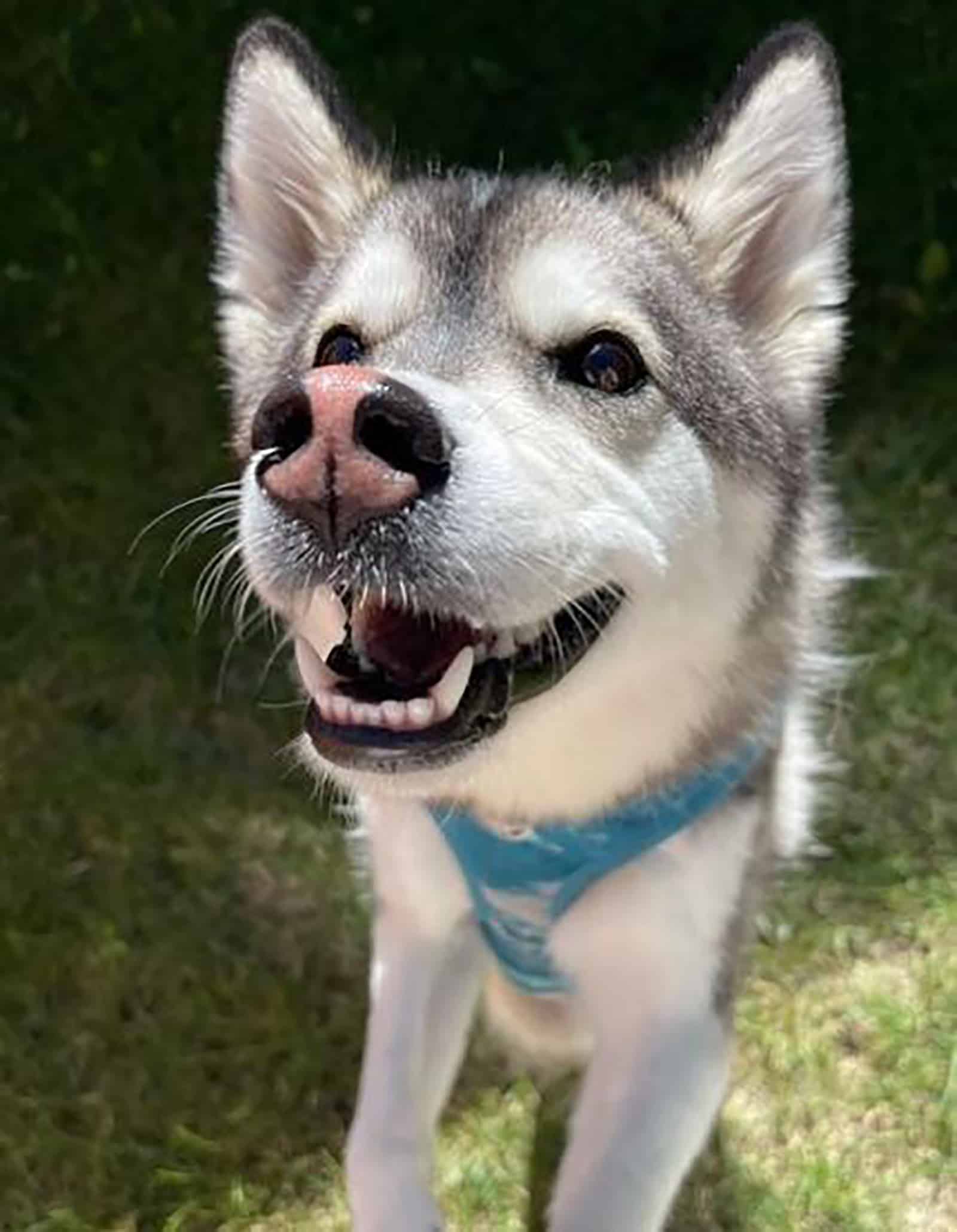 cute miniature husky dog looking into camera