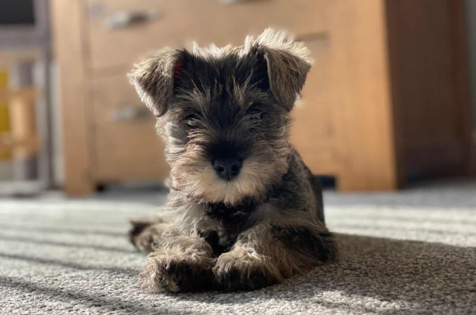 cute miniature schnauzer puppy lying on the carpet