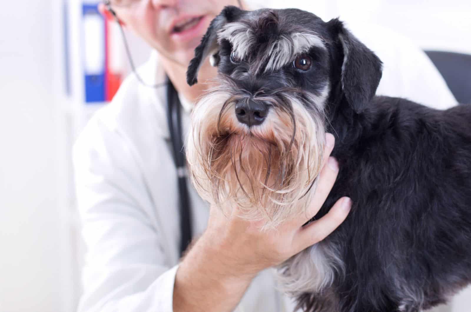 cute miniature schnauzer at veterinary examination