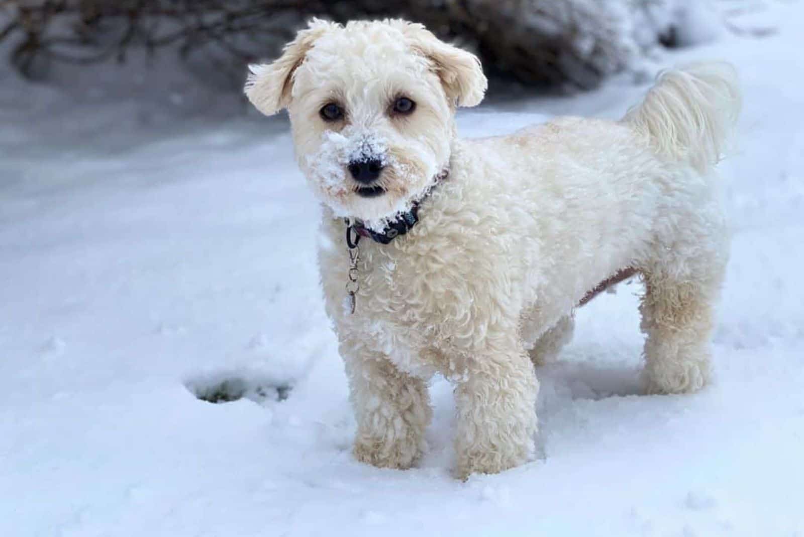 cute morkiepoo puppy