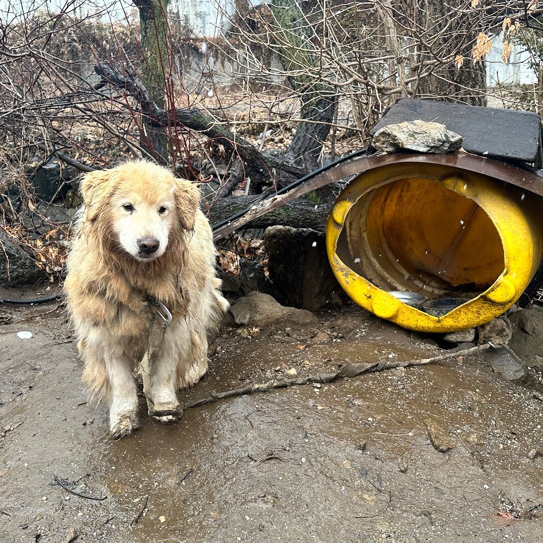 Cute neglected dog