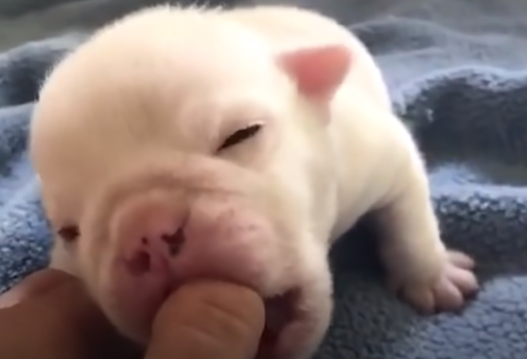 cute newborn white puppy