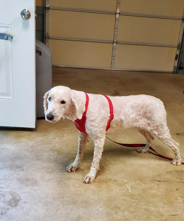 cute newly shaved dog