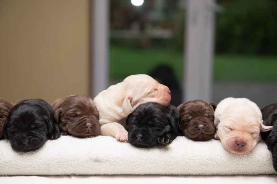 cute newly weaned labrador puppy