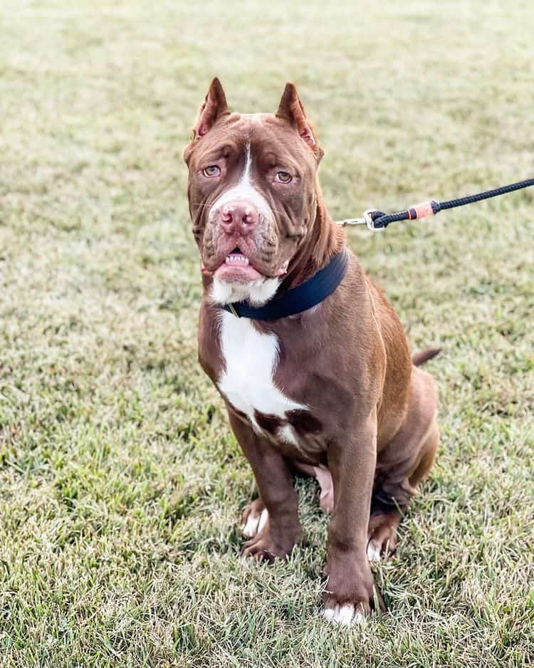 cute north american mastiff