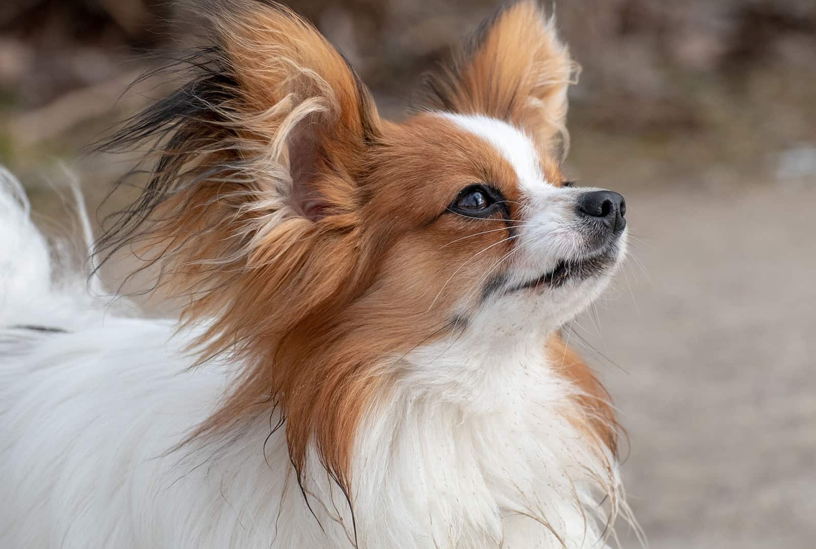 cute papillon dog outdoors