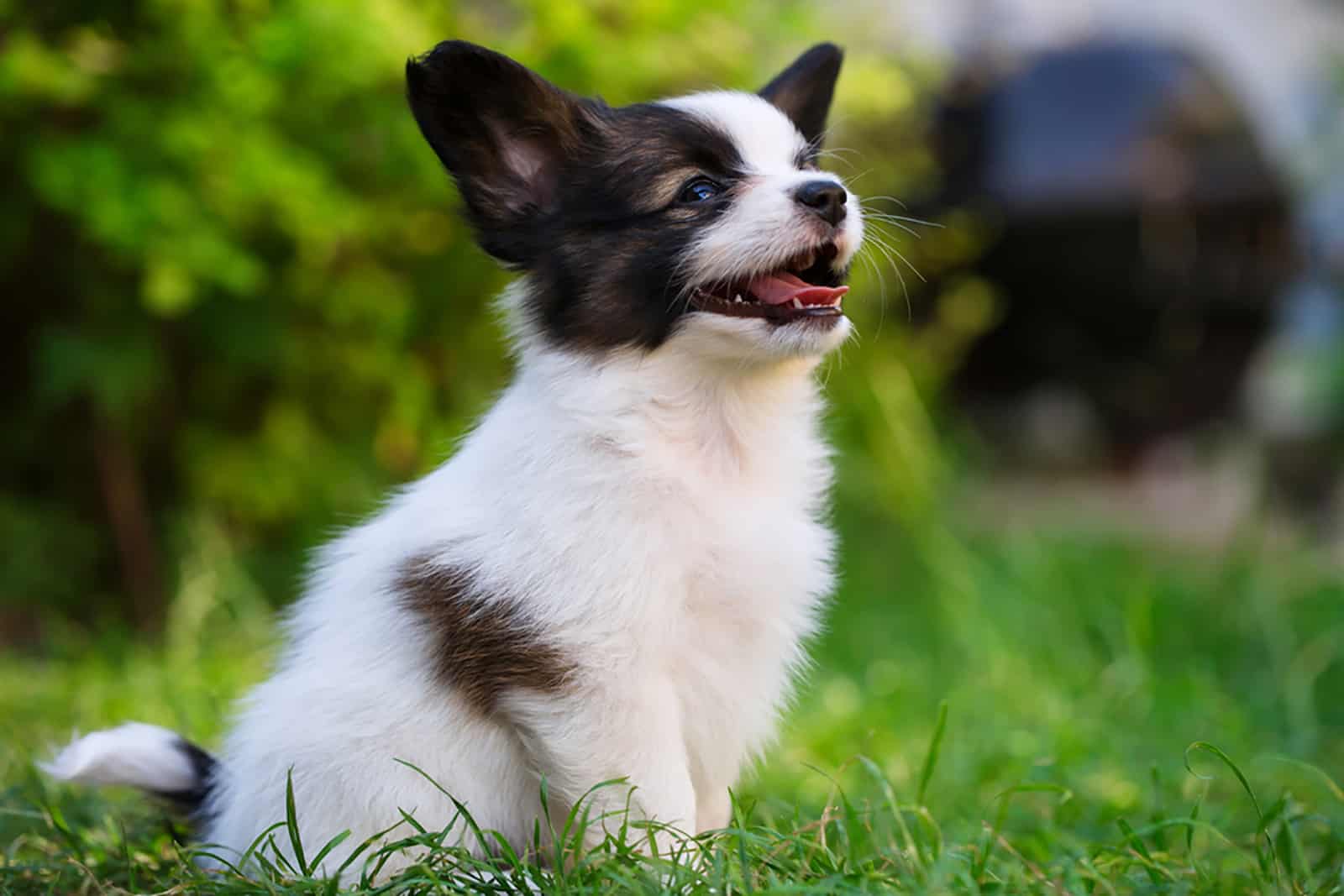 cute papillon puppy sitting in the garden