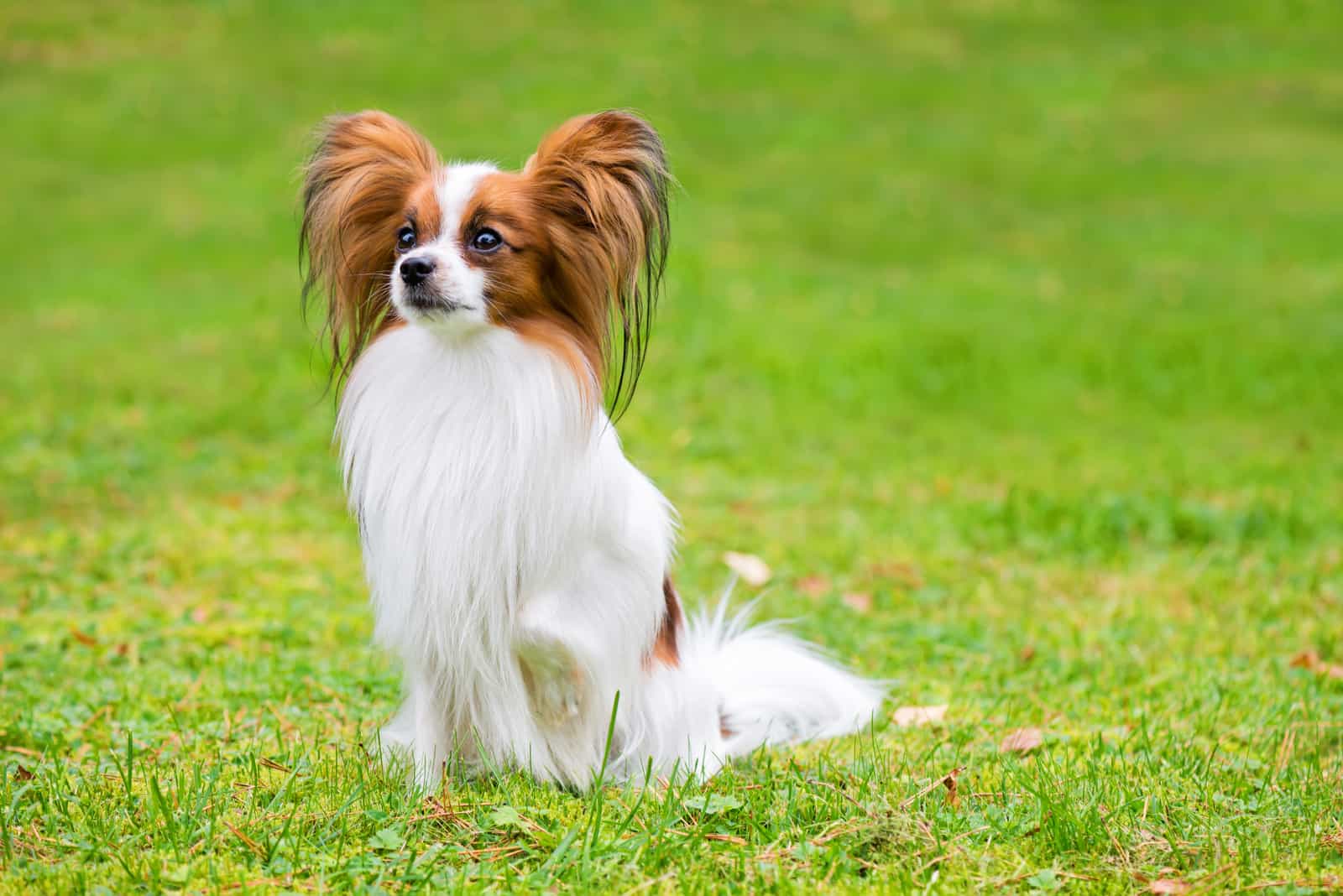 cute Papillon sitting on grass