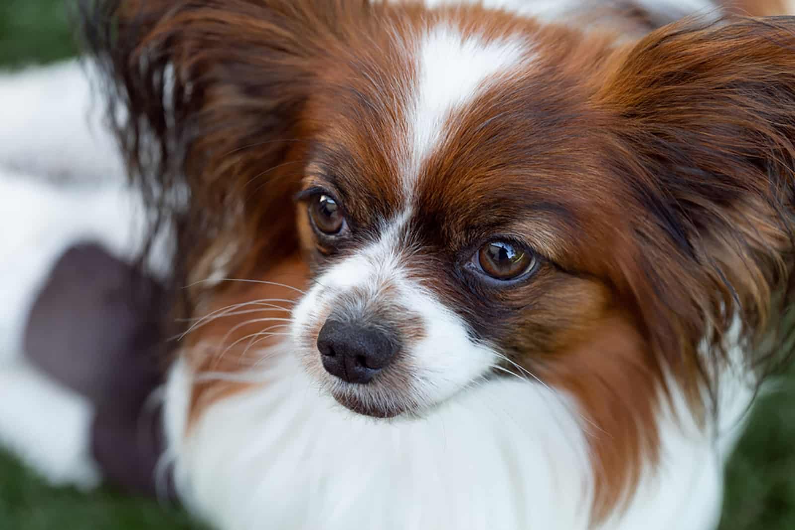 cute papillon dog