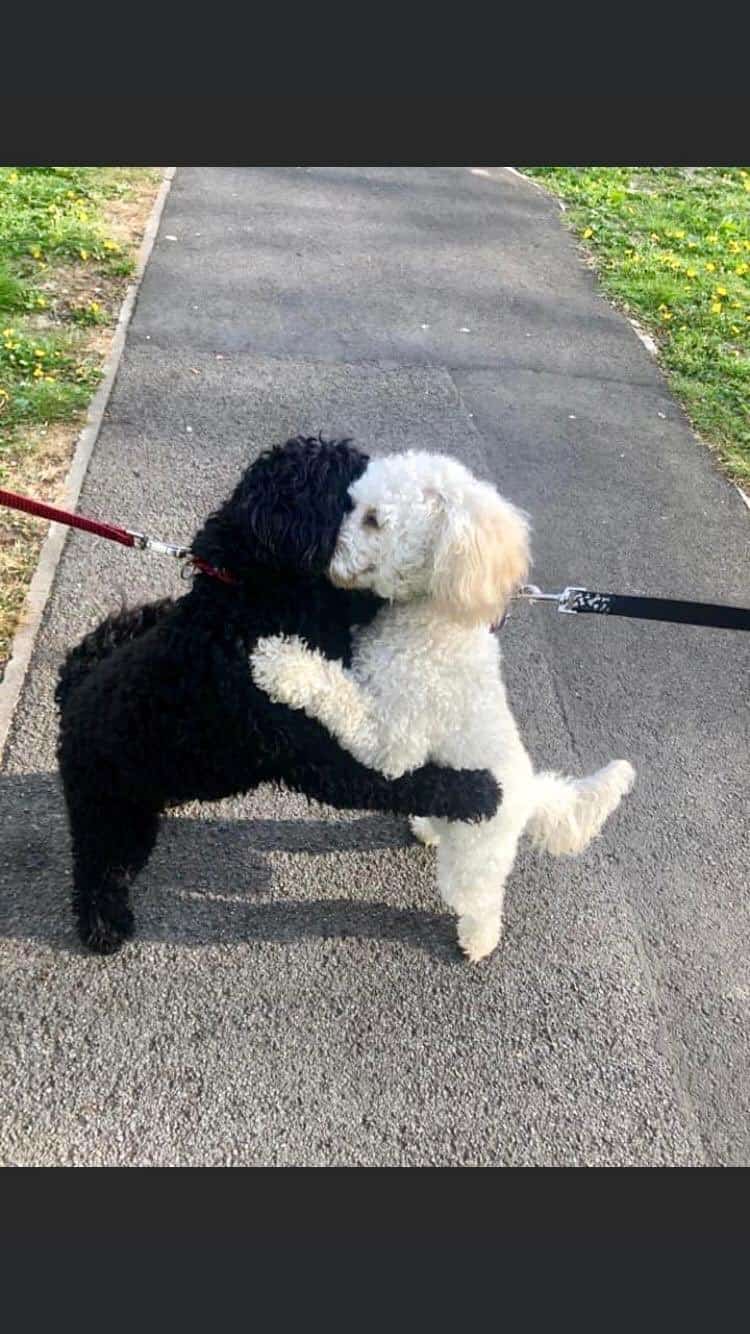 cute photo of monty and rosie hugging