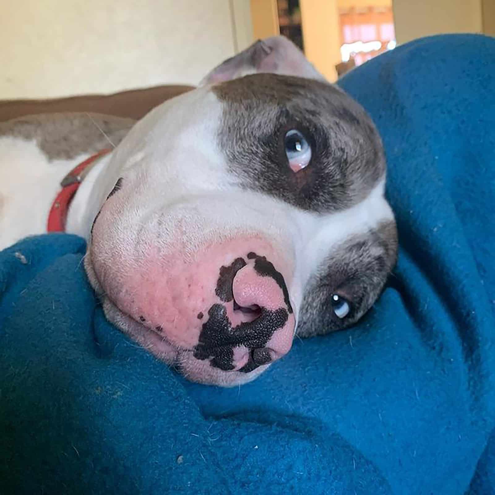 cute pitbull australian shepherd dog  lying on the blanket