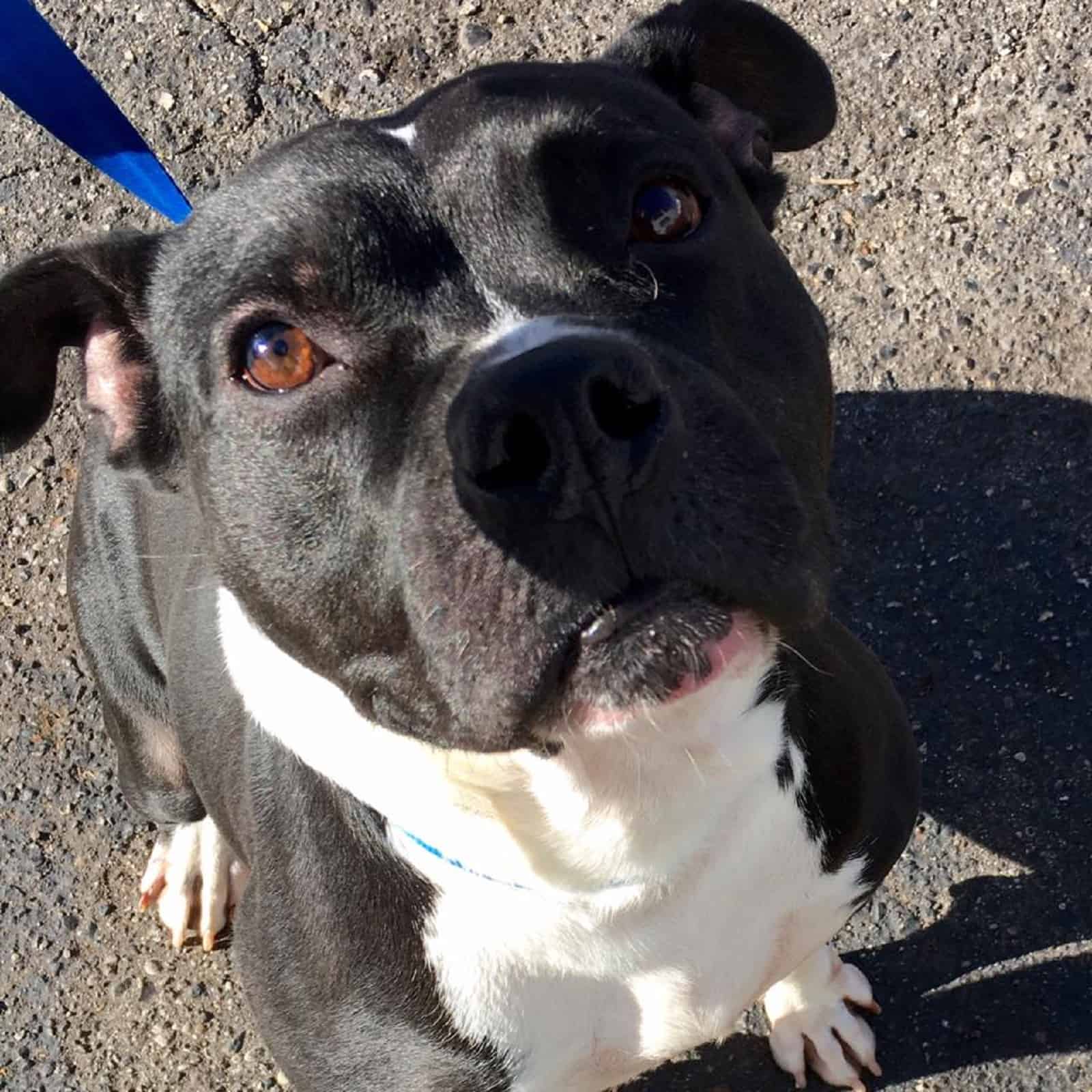 cute pitbull mix dog on a leash