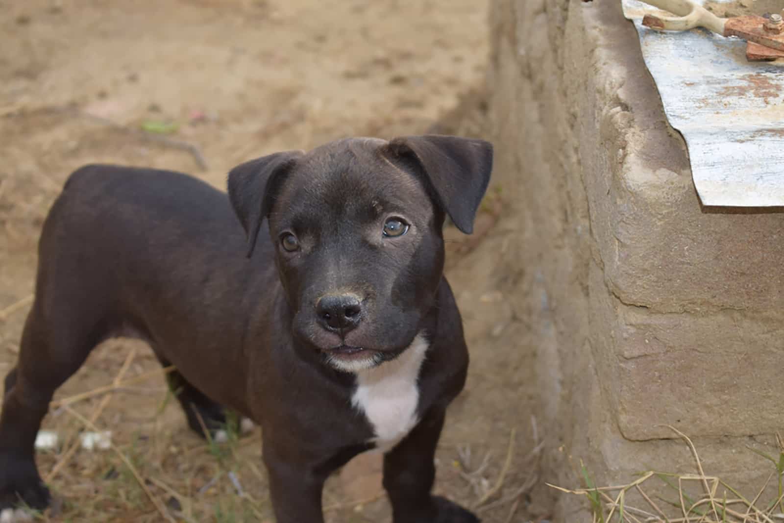 cute pitbull puppy in the yard