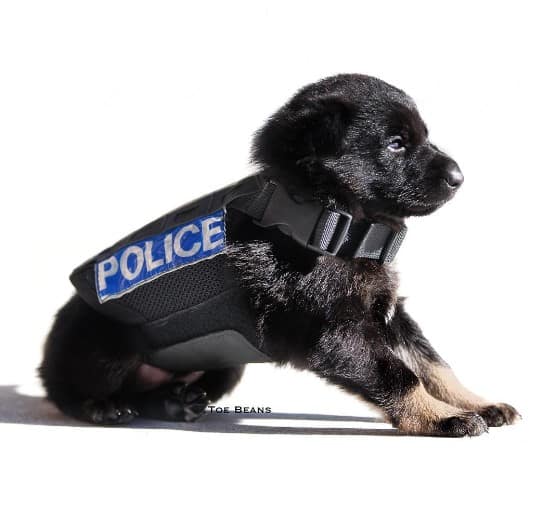 cute police puppy