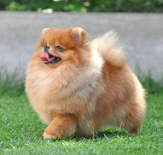 cute pomeranian set around the garden