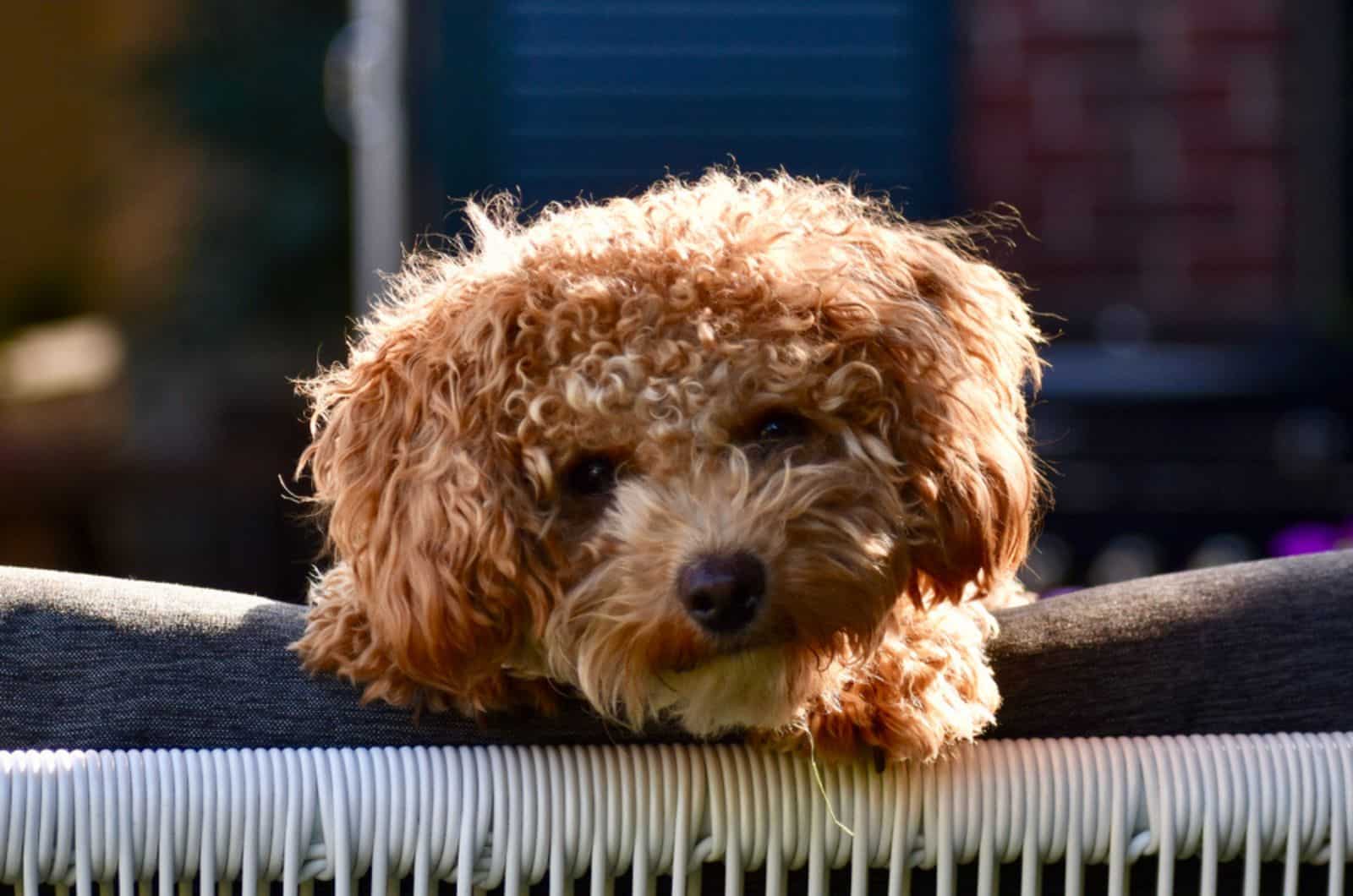 cute poochon puppy