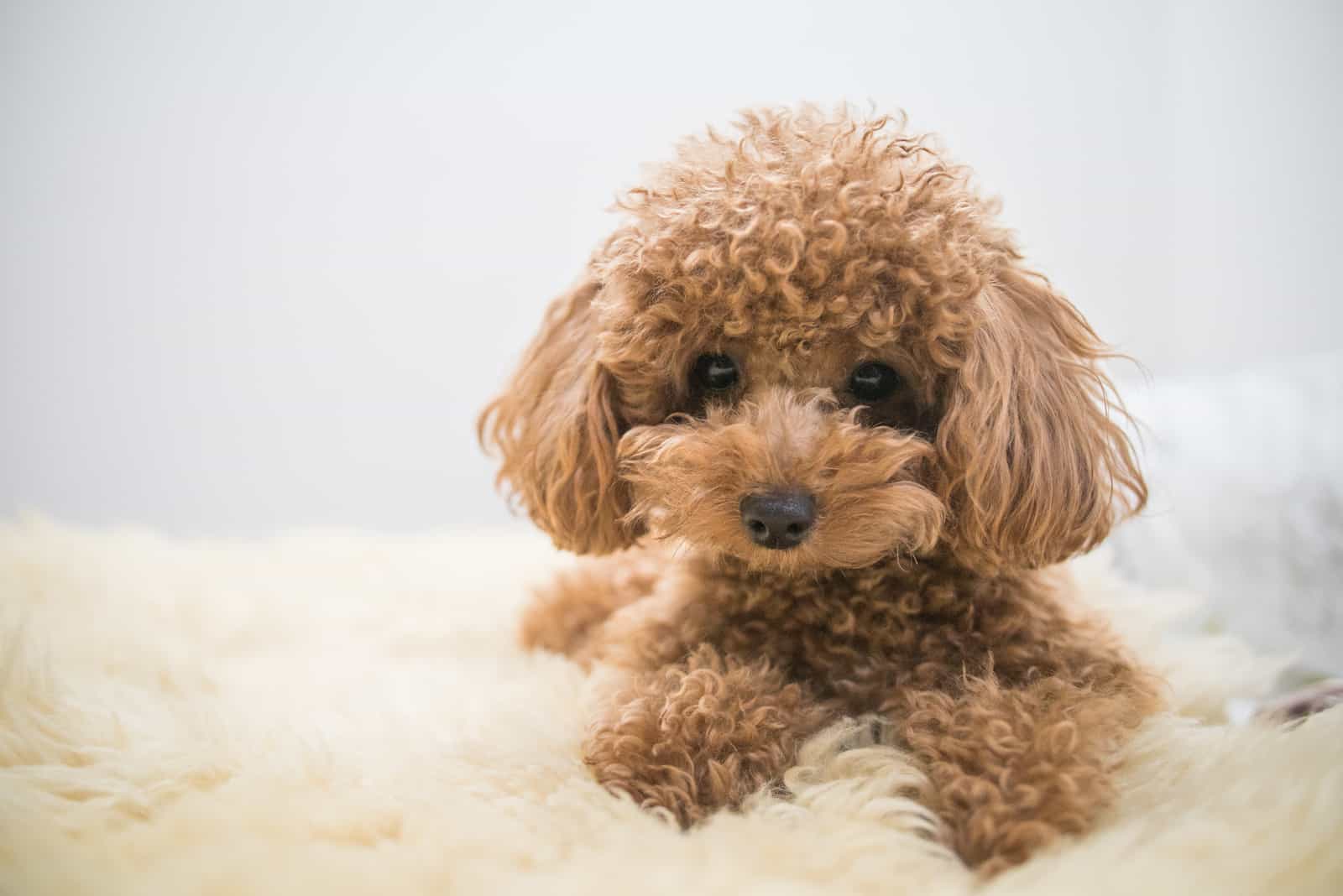 cute poodle lying on bed