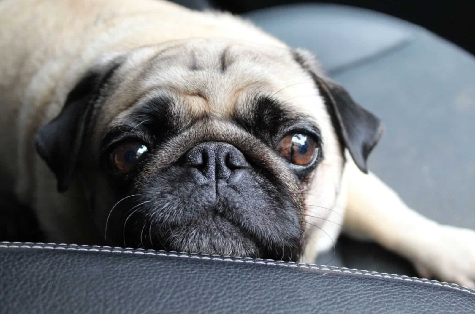 cute pug lying on he couch