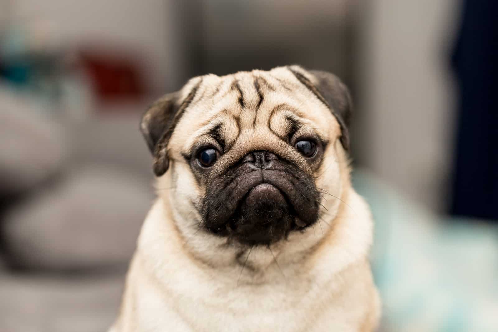 cute pug looking at camera