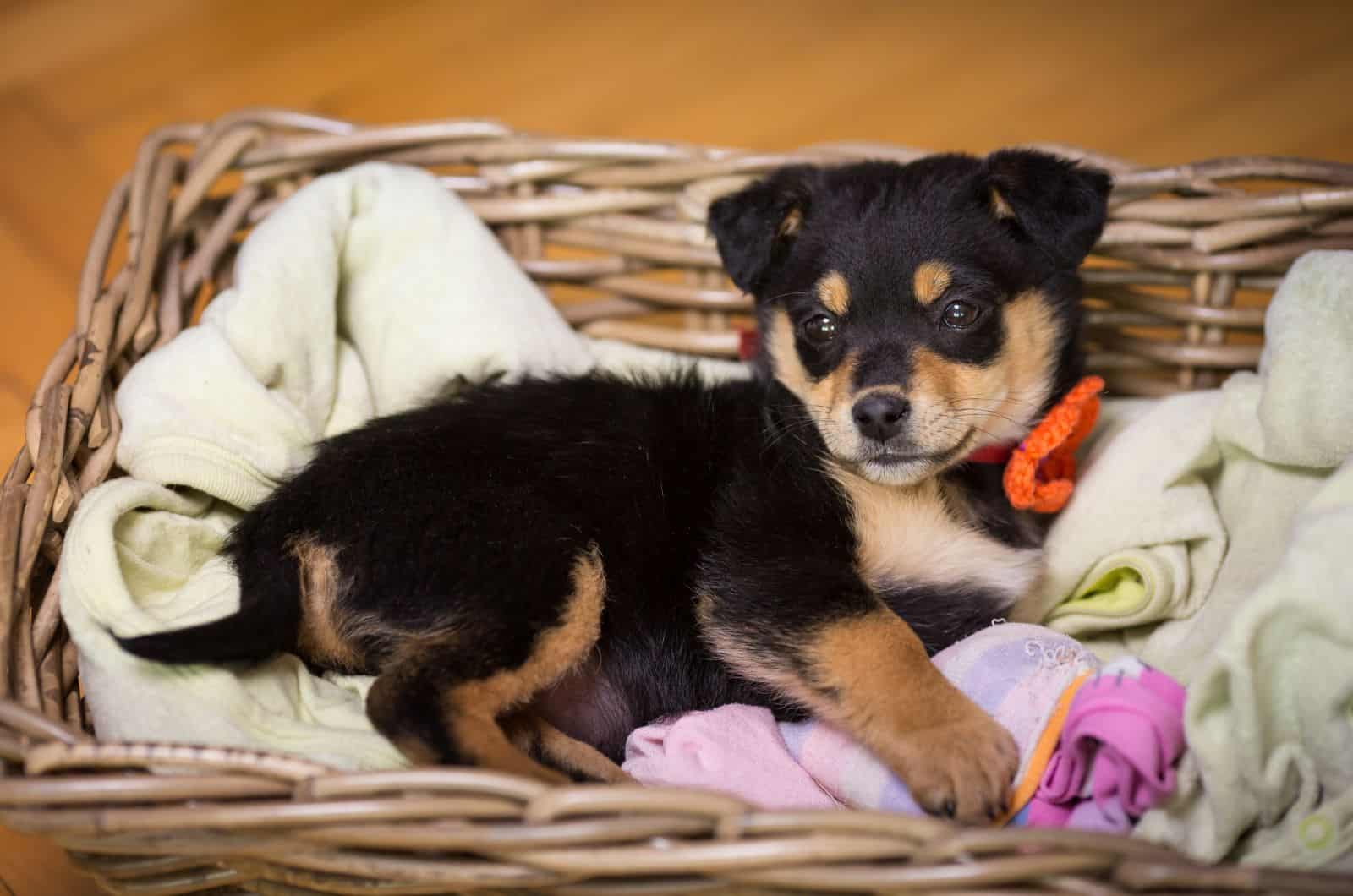 cute Pug Rottweiler Mix puppy