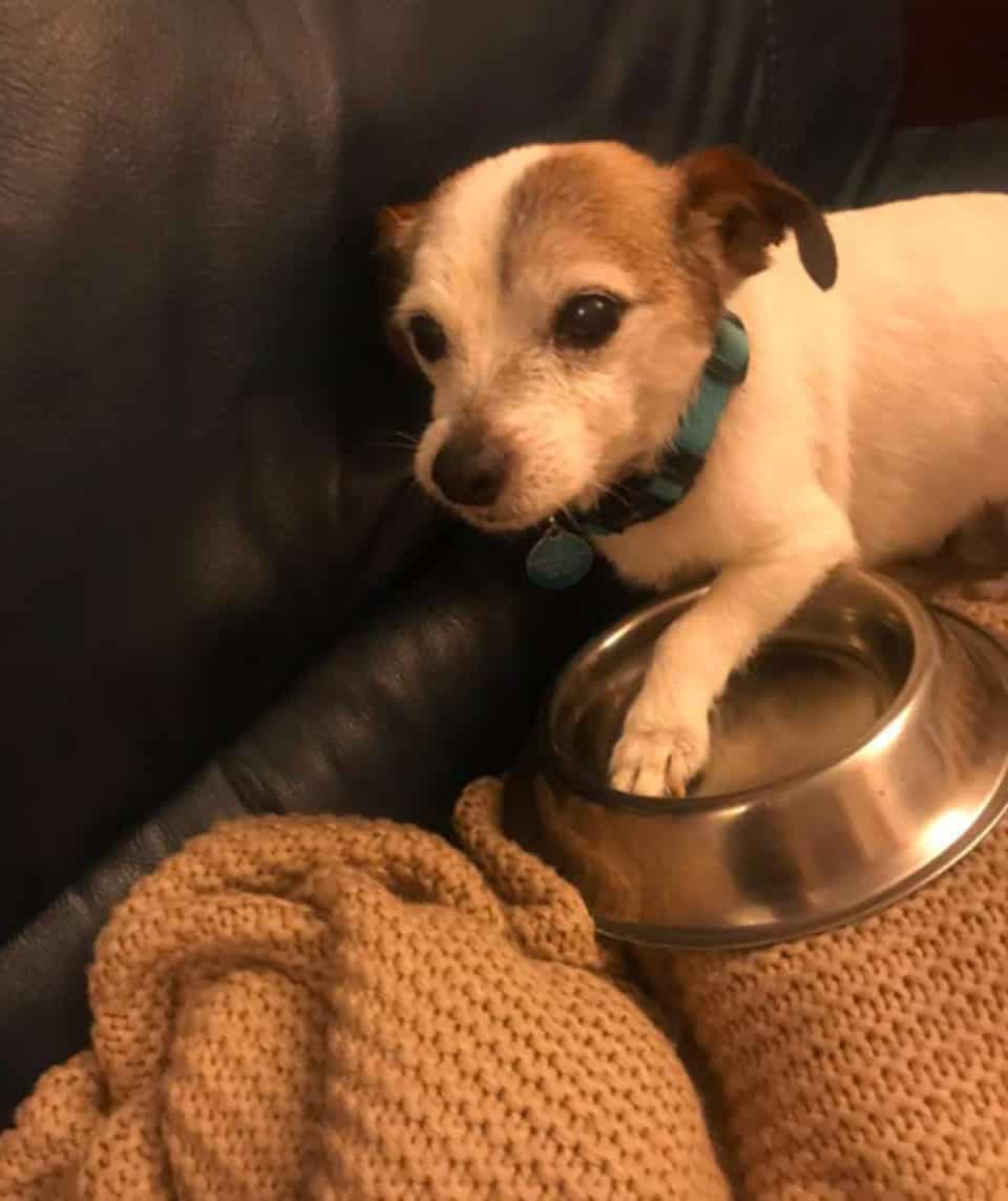 cute little puppy holding his food bowl