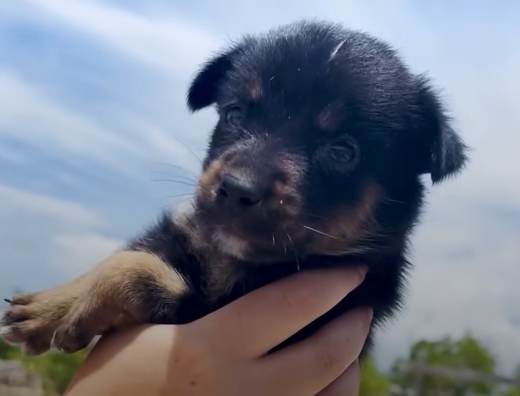 cute puppie in owner hand