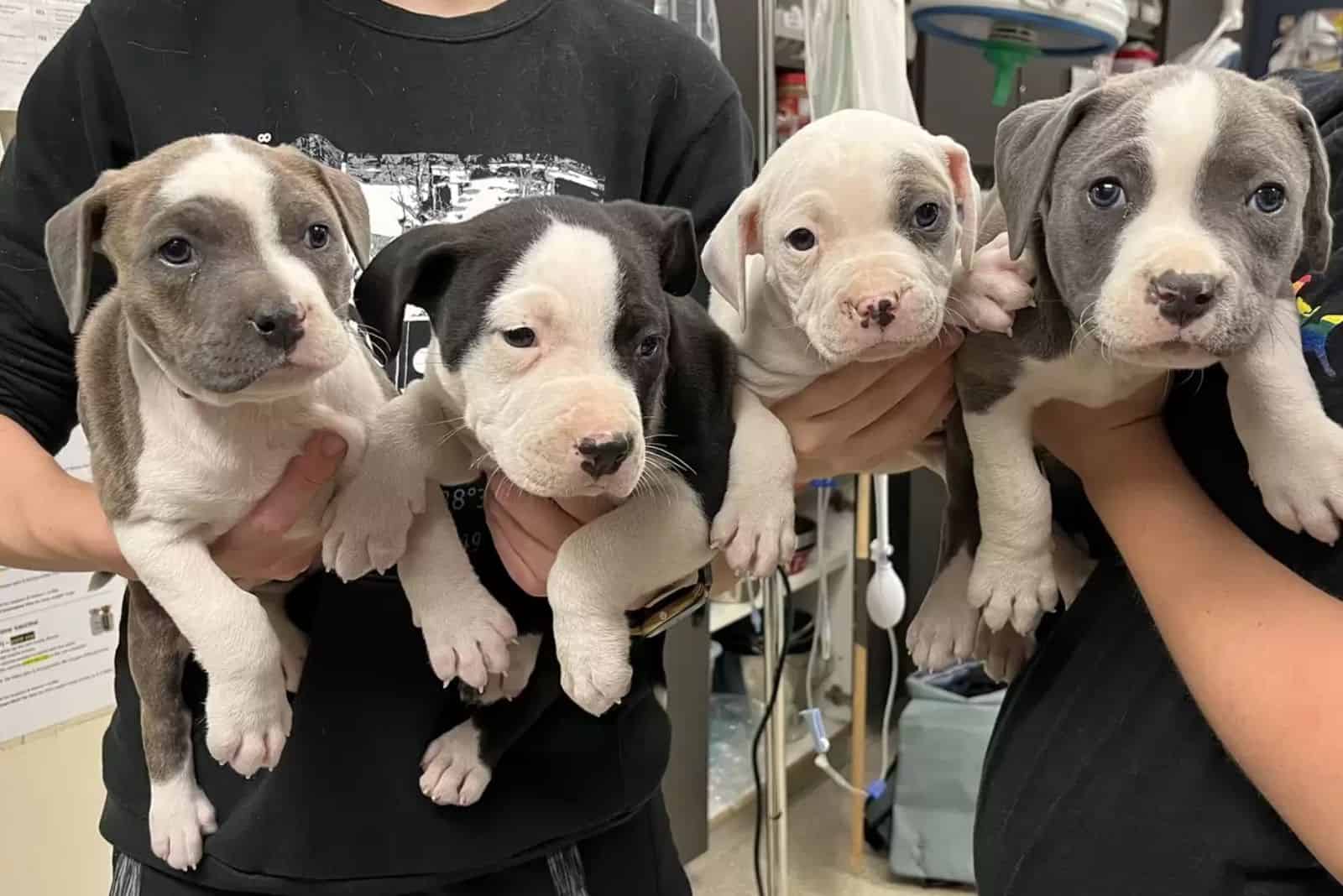 four small cute puppies