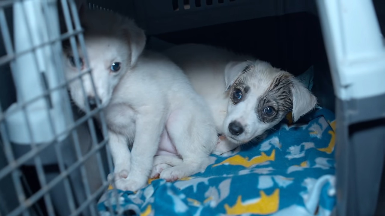 two cute puppies lying on a blue blanket