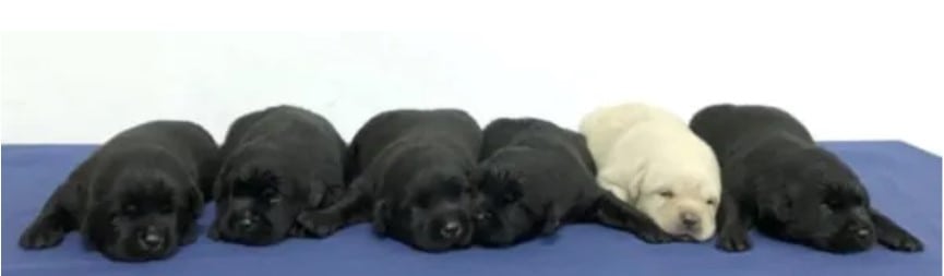 cute puppies sleeping together