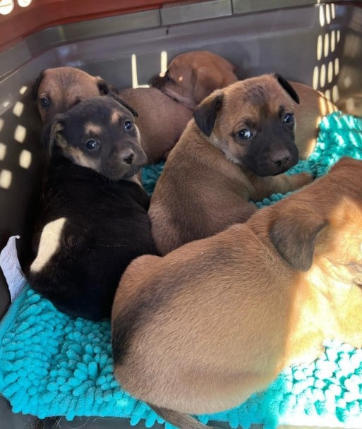 cute puppies are lying in the box