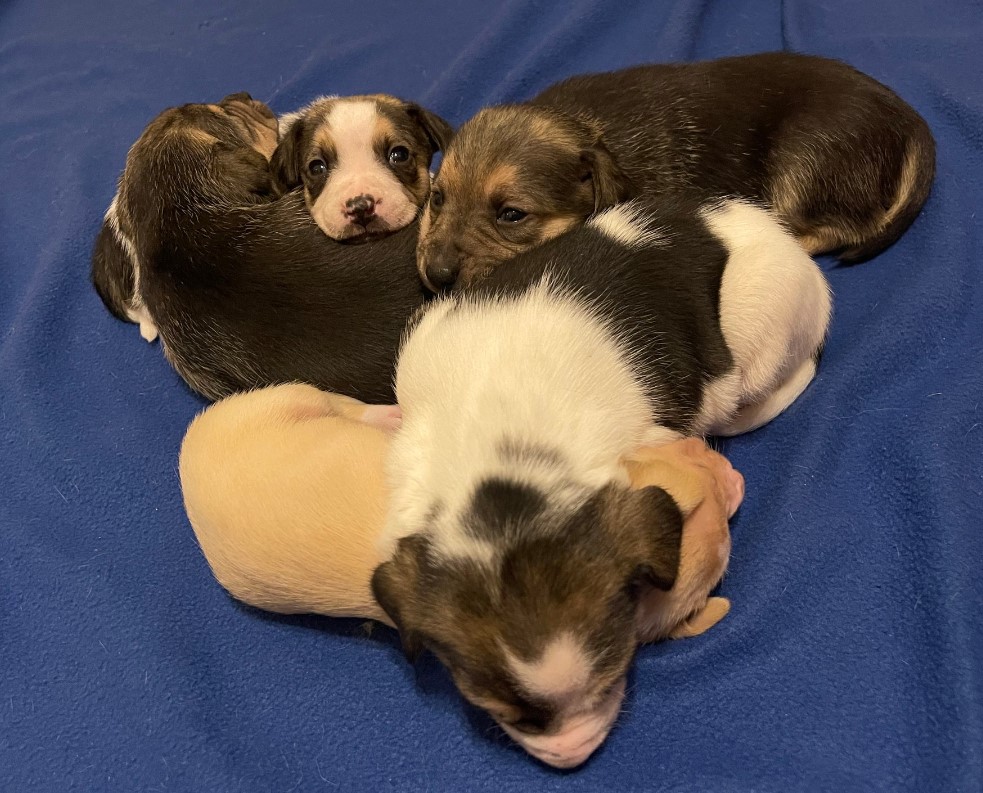 cute puppies leaning on mom dog