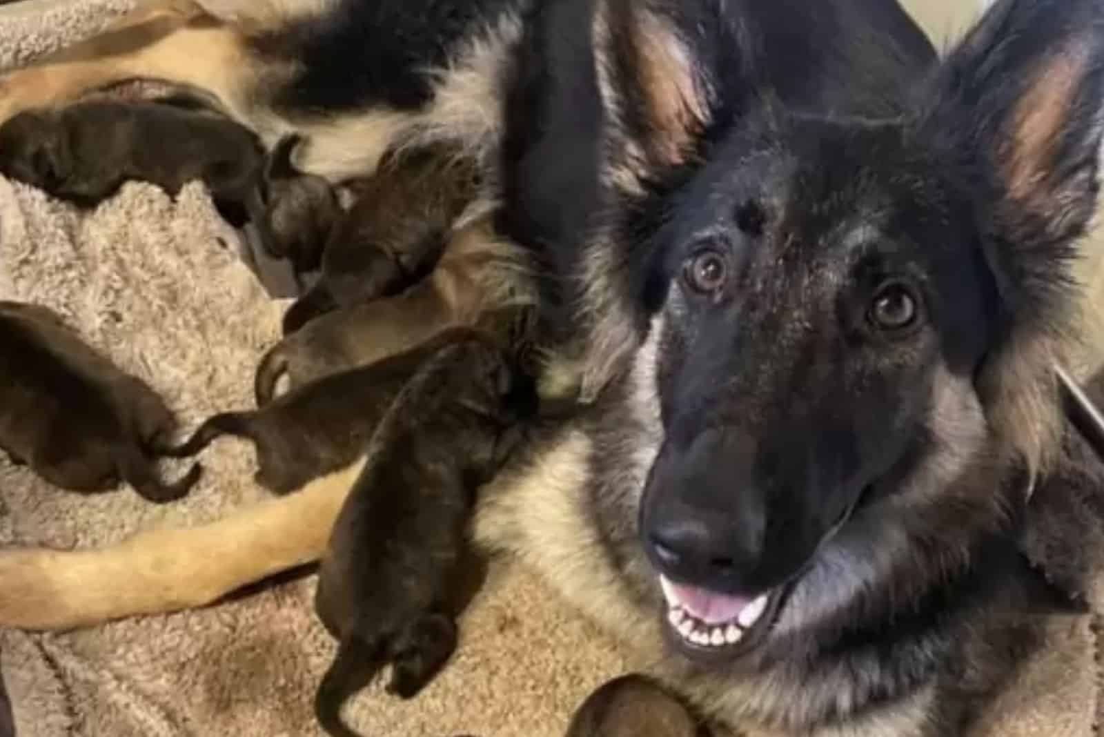 cute puppies suckle their mother while she looks at the camera
