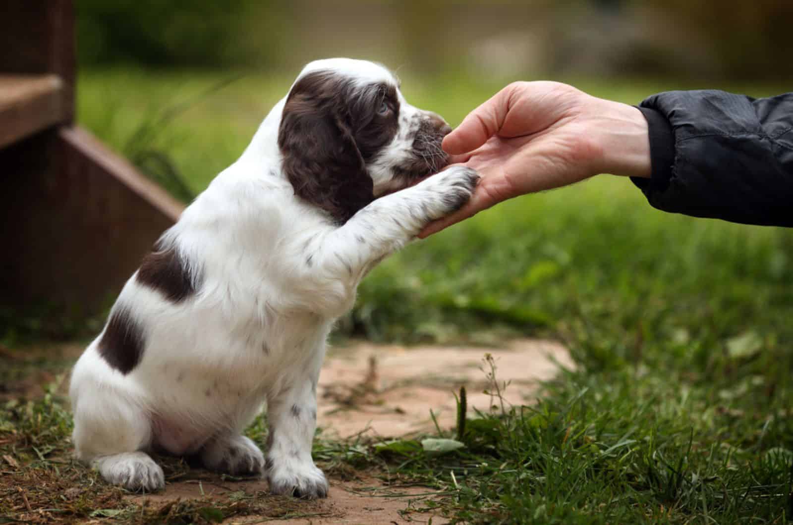 cute puppy gives paw to his owner