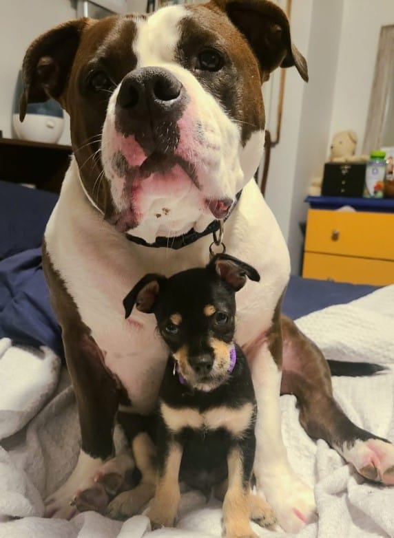 cute puppy being cared for by a dog sitting on a bed