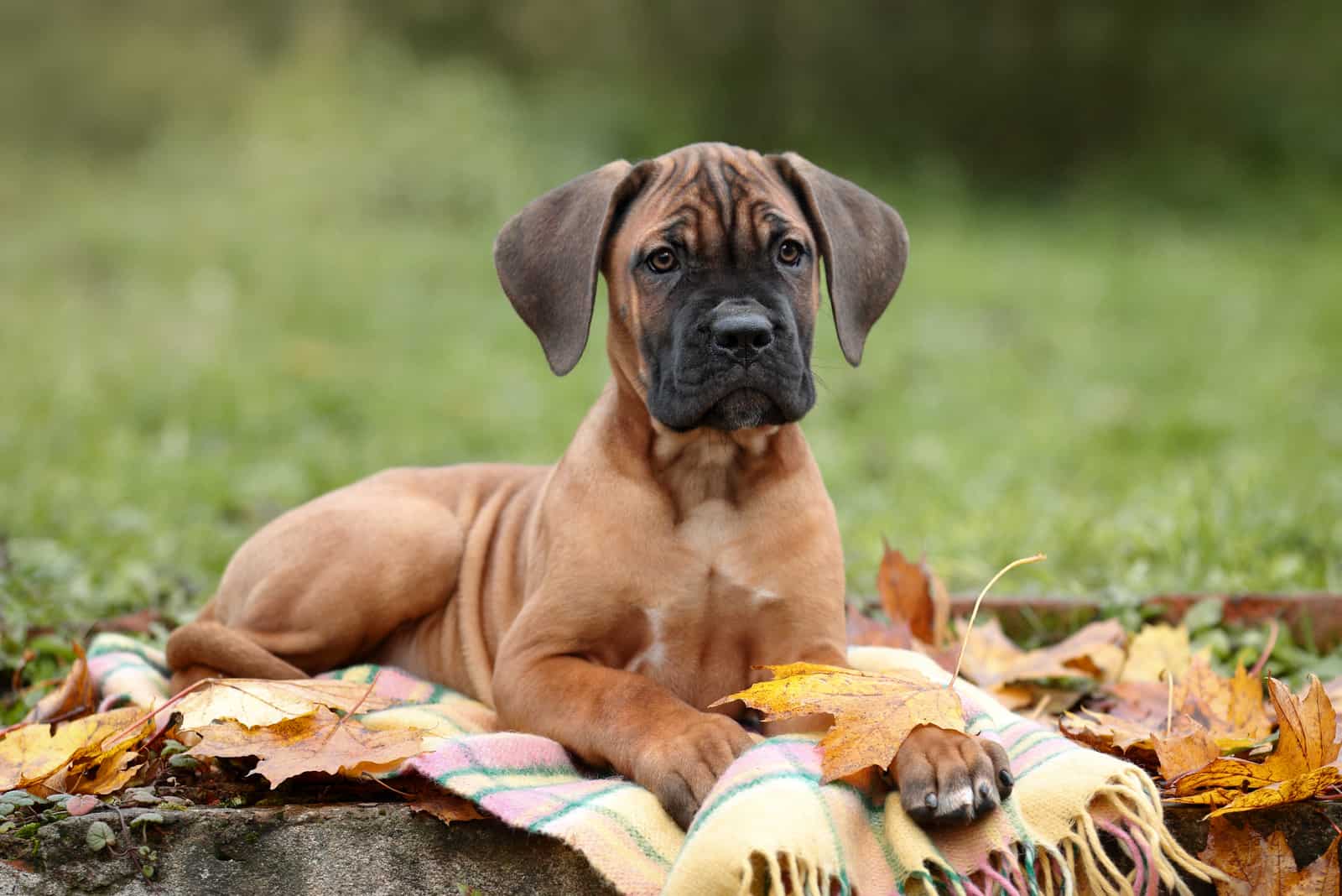 Cute puppy Cane Corso Italian in nature