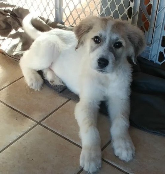 cute puppy laying on the floor