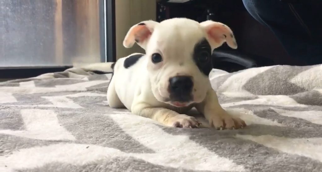 cute puppy lies on the bed and looks at the camera