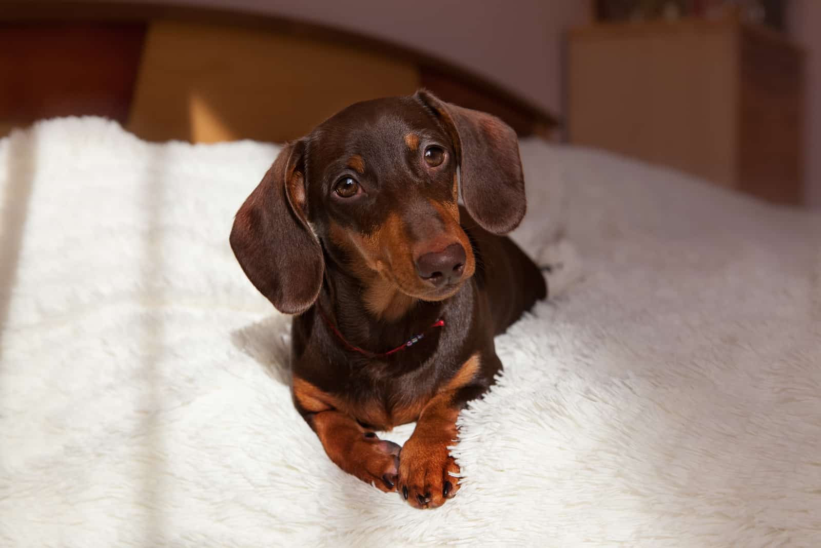 cute puppy of a chocolate dachshund lies on a light blanket