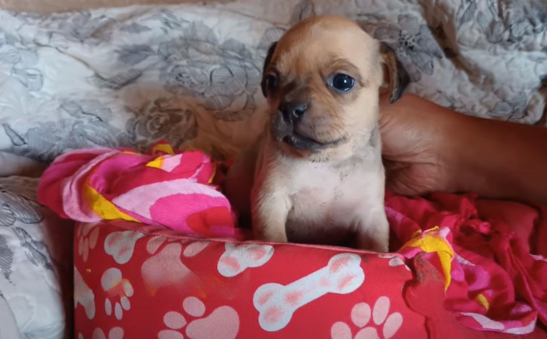 cute puppy on bed