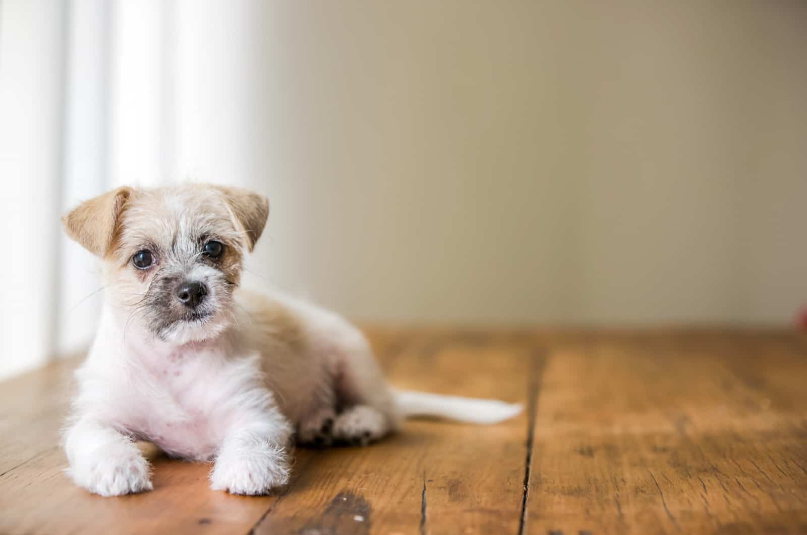 cute puppy on floor