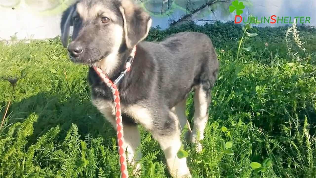 cute puppy on the grass