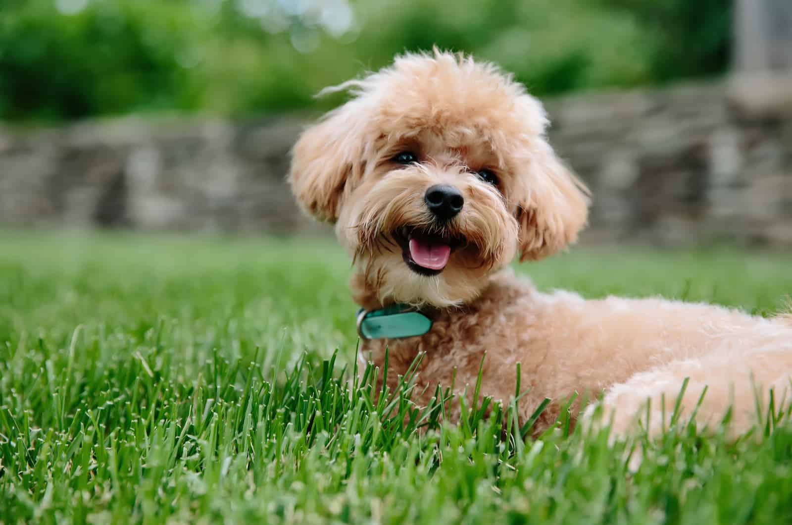 cute puppy sitting on grass