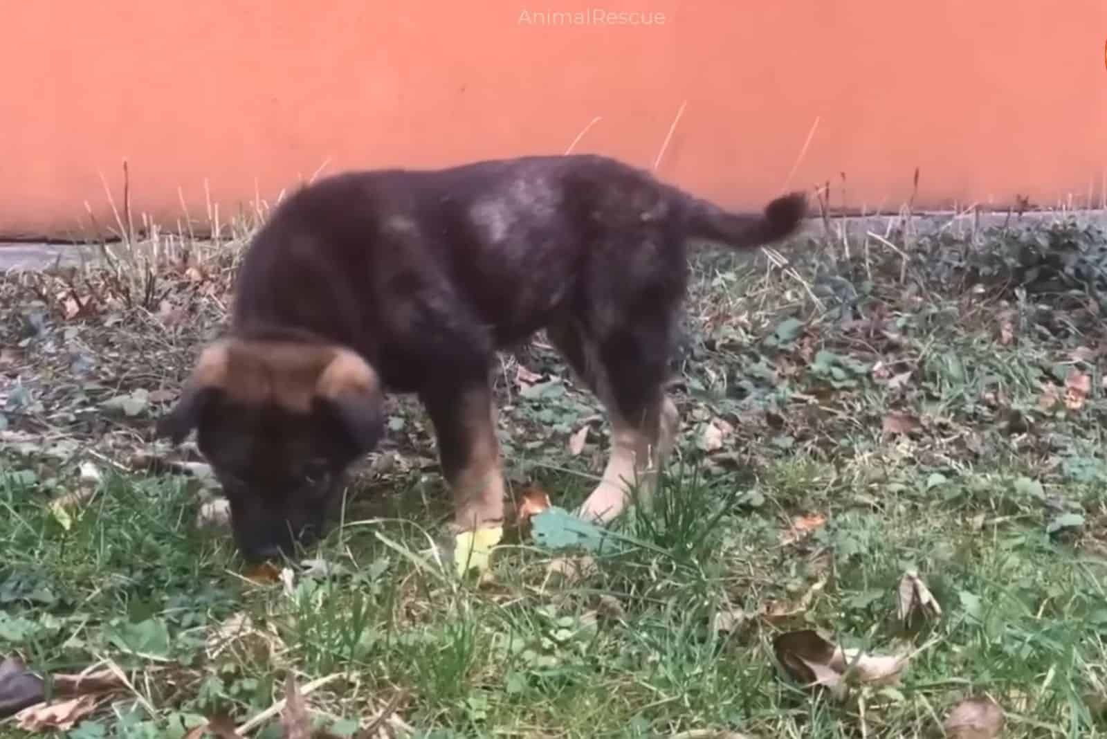 cute puppy sniffing grass in the yard