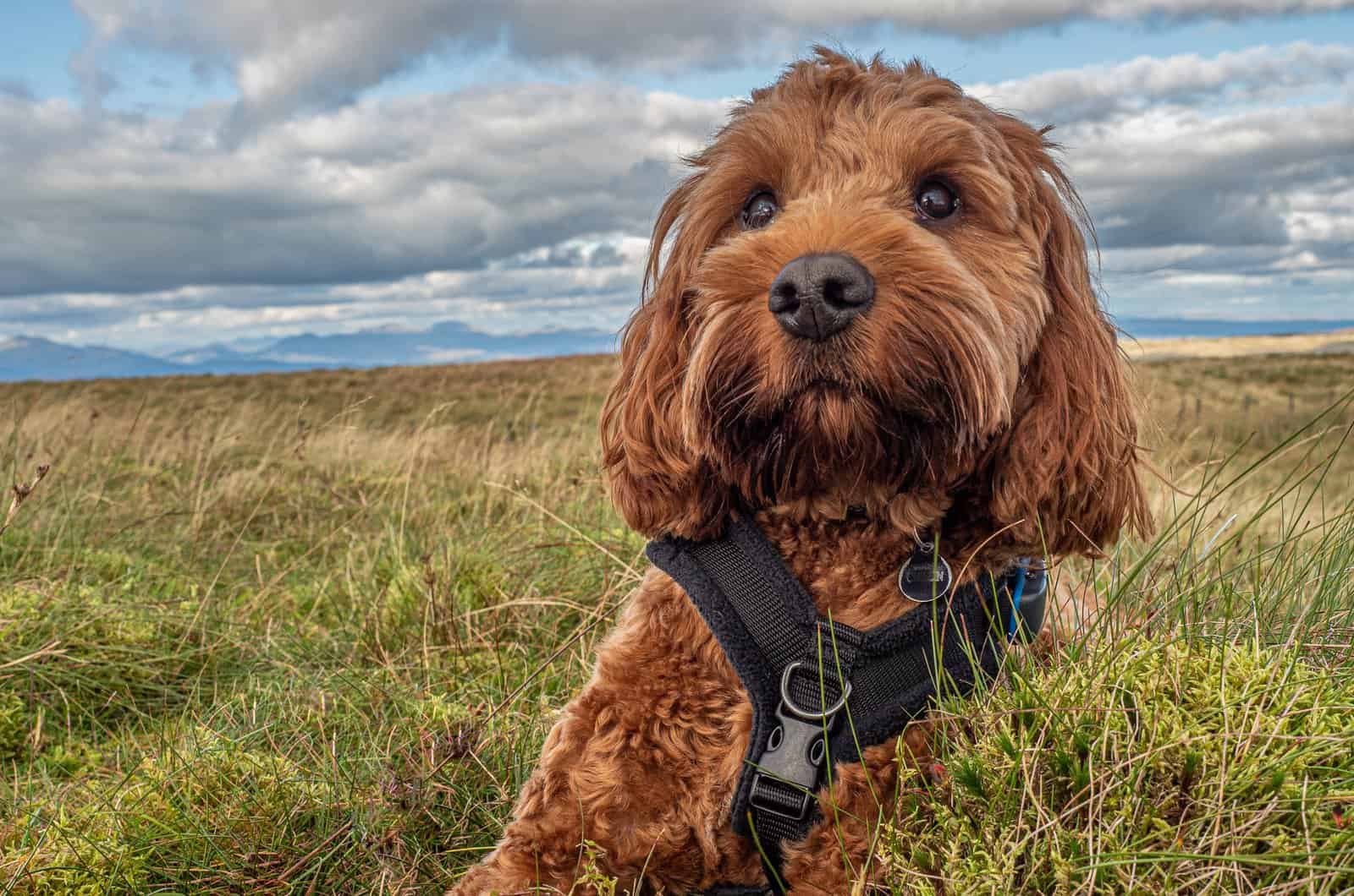 cute puppy standing in field