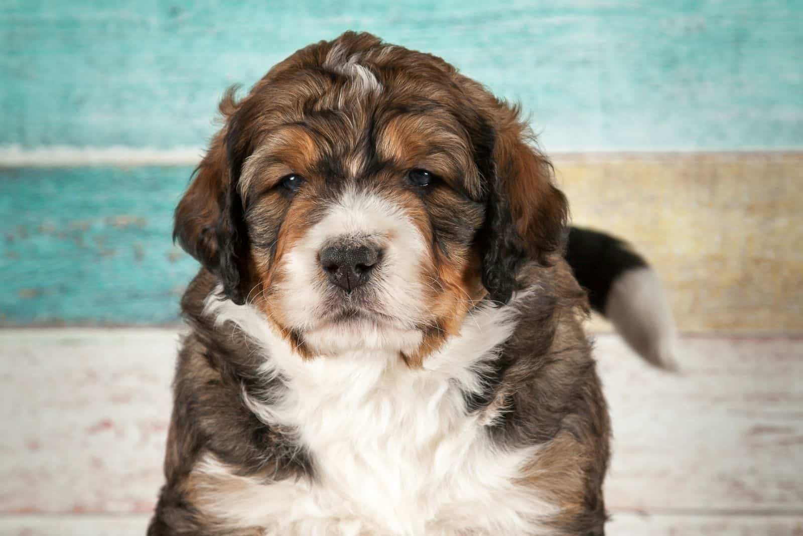 cute puppy standing against a wall with colorful wooden pallet wall