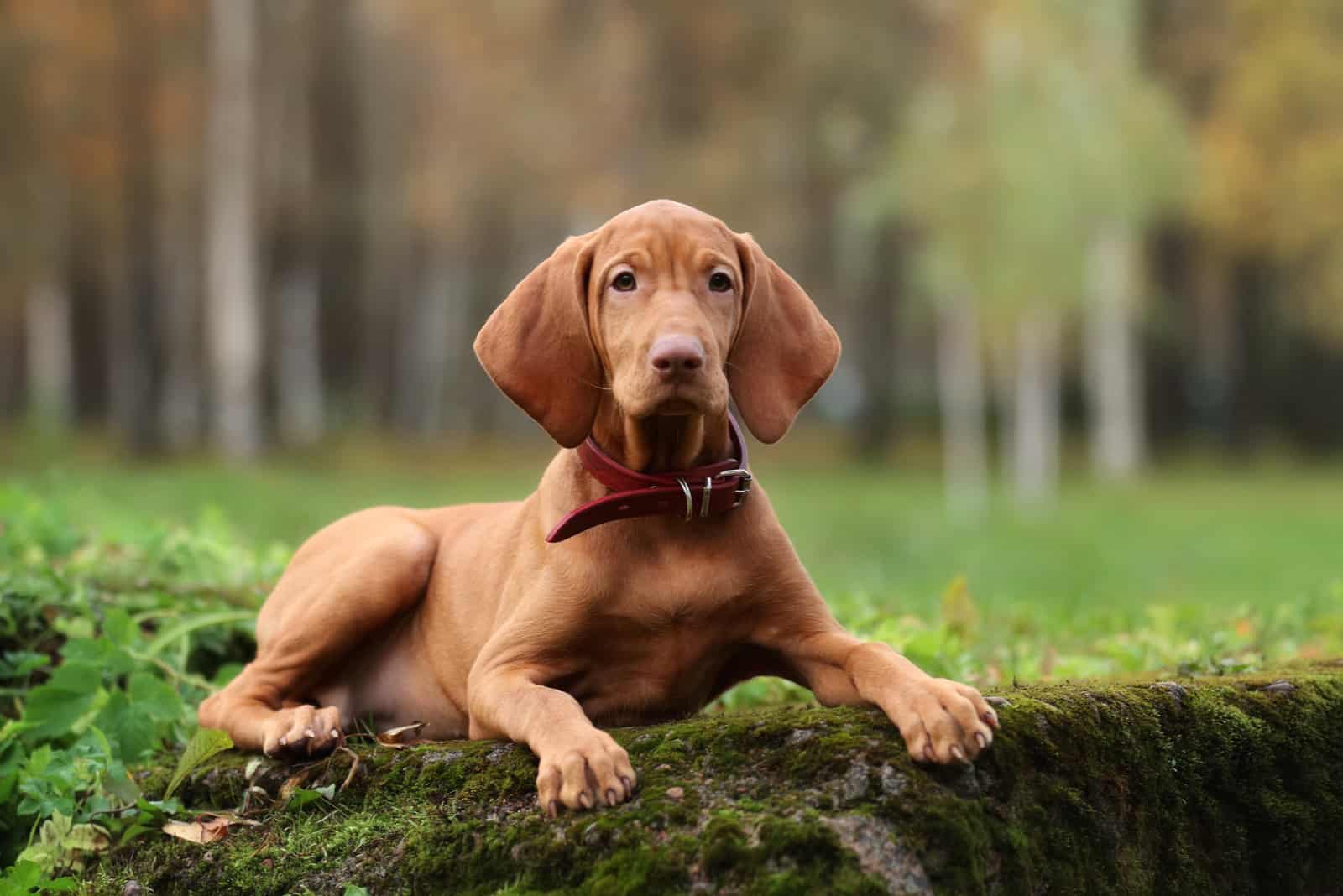 Cute Puppy Vizsla laying outdoor