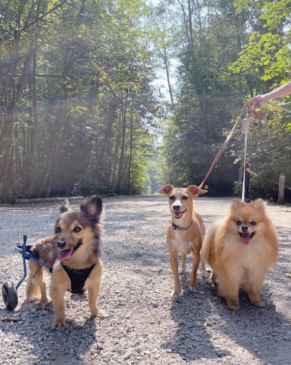 cute puppy with a wheelchair with friends in the park