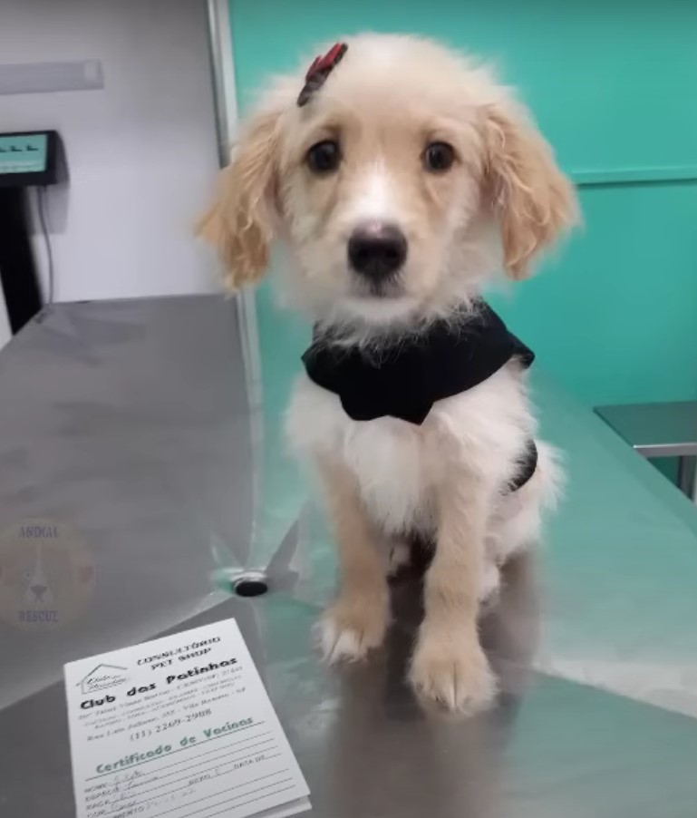 cute puppy with black scarf